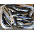 frozen fresh pacific mackerel for sale